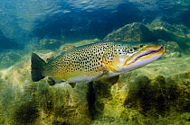 Brown Trout (Salmo trutta) in disused quarry,  Jackdaw Quarry, Capernwray, Carnforth, Lancashire, UK, August