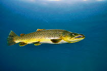 Brown Trout (Salmo trutta) in disused quarry,  Jackdaw Quarry, Capernwray, Carnforth, Lancashire, UK, August