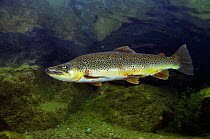Brown Trout (Salmo trutta) in disused quarry, Jackdaw Quarry, Capernwray, Carnforth, Lancashire, UK, August