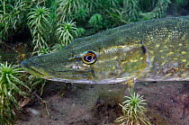 Pike (Esox lucius) in disused quarry, Stoney Stanton, Stoney Cove, Leicestershire, UK, June