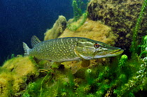 Pike (Esox lucius) in disused quarry, Stoney Stanton, Stoney Cove, Leicestershire, UK, June