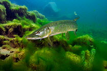 Pike (Esox lucius) in disused quarry, Stoney Stanton, Stoney Cove, Leicestershire, UK, June. Photographer quote: 'A thrilling encounter for me, as a wary pike hangs amongst the weeds, poised in waitin...
