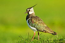 Lapwing (Vanellus vanellus) adult in breeding plumage, Scotland, UK, June. Did you know? Lapwings are able to run just moments after hatching.