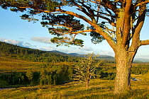 Scot's pine tree (Pinus sylvestris) on the Dorback Estate with dead tree in background, Cairngorms National Park, Scotland, UK, September 2011