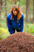 Woman aged 35-45 years looking at Wood ant's nest (Formica sp) in Abernethy Forest, Cairngorms National Park, Scotland, UK, August 2010, Model released