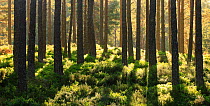 Trunks of Scot's pine trees (Pinus sylvestris) Abernethy Forest, Cairngorms National Park, Scotland, UK, May 2011