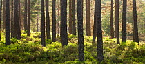 Scot's pine trees (Pinus sylvestris) in Abernethy Forest, Cairngorms National Park, Scotland, UK, May 2011