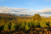 Extensive view over Caledonian pine forest, Abernethy RSPB reserve, Cairngorms National Park, Scotland, UK, June 2011