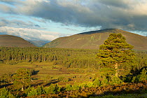 Extensive view over Caledonian pine forest to the mountains beyond, Abernethy RSPB reserve, Cairngorms National Park, Scotland, UK, June 2011