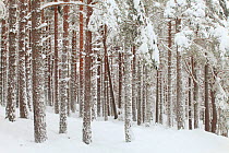Scots Pine forest in winter, Abernethy Forest, Cairngorms National Park, Scotland, UK, November 2010