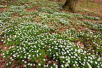 Wood anemones (Anemone nemorosa) growing in profusion on woodland floor, Scotland, UK, May 2010