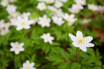 Wood anemones (Anemone nemorosa) growing in profusion on woodland floor, Scotland, UK, May 2010. Did you know? The wood anemone takes its name from the Ancient Greeks, who believed it was a gift from...