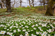 Wood anemones (Anemone nemorosa) growing in profusion on woodland floor, Scotland, UK, May 2010. Photographer quote: 'Driving home for the dentist I saw the most amazing display of wood anemones. It w...