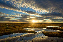 Pool system on peat bog at dawn, Forsinard Flows RSPB reserve, Flow Country, Sutherland, Scotland, UK, June 2011. 2020VISION Exhibition. 2020VISION Book Plate. Did you know? The peat bog RSPB reserve...