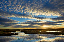 Pool system on peat bog at dawn, Forsinard Flows RSPB reserve, Flow Country, Sutherland, Scotland, UK, June 2011. Did you know? The Flow Country is a huge expanse of blanket bog which may look like a...