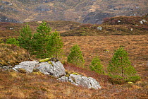 Scot's pine tree (Pinus sylvestris) saplings on moorland established as part of tree planting scheme, Little Assynt Estate, near Lochinver, Assynt, Sutherland, NW Scotland, UK, January 2011