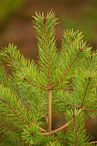 Scot's pine tree (Pinus sylvestris) sapling, Little Assynt Estate, near Lochinver, Sutherland, NW Scotland, UK, January 2011