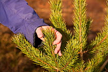 Person checking health of Scot's pine tree (Pinus sylvestris) sapling, Little Assynt Estate, near Lochinver, Assynt, Sutherland, NW Scotland, UK, January 2011, Model released