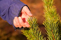 Person checking health of Scot's pine tree (Pinus sylvestris) sapling, Little Assynt Estate, near Lochinver, Assynt, Sutherland, NW Scotland, UK, January 2011, Model released