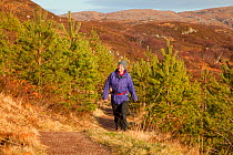 Man walking along footpath through young Scots pine trees, Little Assynt Estate, near Lochinver, Assynt, Sutherland, NW Scotland, UK, January 2011, Model released