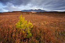 Lone Scot's pine tree (Pinus sylvestris) sapling on Little Assynt Estate with Quinag in background, Assynt, Sutherland, NW Scotland, UK, January 2011