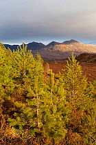 Young Scot's pine trees (Pinus sylvestris) 10 years, planted on Little Assynt Estate with Quinag in background, Assynt, Sutherland, NW Scotland, UK, January 2011