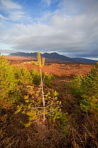 Young Scot's pine trees (Pinus sylvestris) 10 years, one damaged by Red deer, planted on Little Assynt Estate with Quinag in background, Assynt, Sutherland, NW Scotland, UK, January 2011