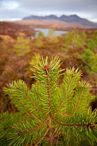 Young Scot's pine trees (Pinus sylvestris) saplings, planted on Little Assynt Estate with Quinag in background, Assynt, Sutherland, NW Scotland, UK, January 2011
