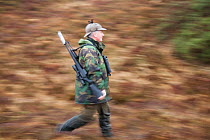Deer stalker walking, carrying gun, Assynt Foundation, Glencansip Estate, Assynt, Sutherland, Scotland, UK, January 2011. Model released