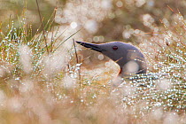 Red-throated diver (Gavia stellata) adult on nest amongst cotton grass, Flow Country, Highland, Scotland, UK, June. Highly commended in the Animal Portraits category of the British Wildlife Photograph...