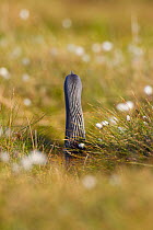 Red-throated diver (Gavia stellata) adult on nest amongst cotton grass showing striped plumage on back of neck, Flow Country, Highland, Scotland, UK, June