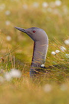 Red-throated diver (Gavia stellata) adult on nest amongst cotton grass, Flow Country, Highland, Scotland, UK, June