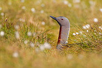 Red-throated diver (Gavia stellata) adult on nest amongst cotton grass, Flow Country, Highland, Scotland, UK, June