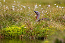 Red-throated diver (Gavia stellata) adult on nest amongst cotton grass beside water, Flow Country, Highland, Scotland, UK, June