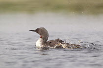 Red-throated diver (Gavia stellata) adult bathing in breeding loch, Flow Country, Highland, Scotland, UK, June