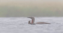 Red-throated diver (Gavia stellata) adult and young on breeding loch in mist, Flow Country, Highland, Scotland, UK, June