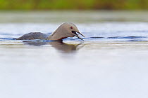 Red-throated diver (Gavia stellata) adult calling on breeding loch in mist, Flow Country, Highland, Scotland, UK, June, 01358761 is a crop of this image.