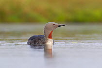 Red-throated diver (Gavia stellata) adult on breeding loch, Flow Country, Highland, Scotland, UK, June,