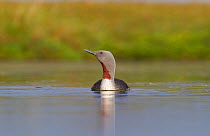 Red-throated diver (Gavia stellata) adult on breeding loch, Flow Country, Highland, Scotland, UK, June, image number 01358767 is a crop of this image. 2020VISION Exhibition. 2020VISION Book Plate.