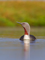 Red-throated diver (Gavia stellata) adult on breeding loch, Flow Country, Highland, Scotland, UK, June, vertical crop of image number 01358766