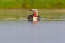 Red-throated diver (Gavia stellata) adult on breeding loch, Flow Country, Highland, Scotland, UK, June, image 1358770 is a crop of this image