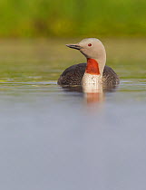 Red-throated diver (Gavia stellata) adult on breeding loch, Flow Country, Highland, Scotland, UK, June, crop of image number 01358770