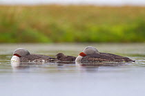 Red-throated diver (Gavia stellata) pair and chick asleep on breeding loch, Flow Country, Highland, Scotland, UK, June,