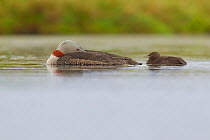 Red-throated diver (Gavia stellata) adult and chick asleep on breeding loch, Flow Country, Highland, Scotland, UK, June,