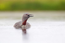 Red-throated diver (Gavia stellata) adult calling on breeding loch, Flow Country, Highland, Scotland, UK, June,