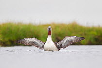 Red-throated diver (Gavia stellata) adult stretching wings on breeding loch, Flow Country, Highland, Scotland, UK, June,