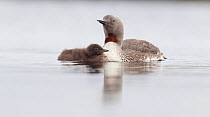 Red-throated diver (Gavia stellata) adult and chick on breeding loch, Flow Country, Highland, Scotland, UK, June,