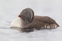 Red-throated diver (Gavia stellata) adult asleep on breeding loch showing striations on back of neck, Flow Country, Highland, Scotland, UK, June,