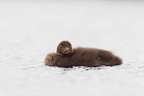 Red-throated diver (Gavia stellata) young chick on breeding loch, Flow Country, Highland, Scotland, UK, June,