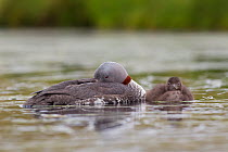 Red-throated diver (Gavia stellata) adult and chick asleep on breeding loch, Flow Country, Highland, Scotland, UK, June,